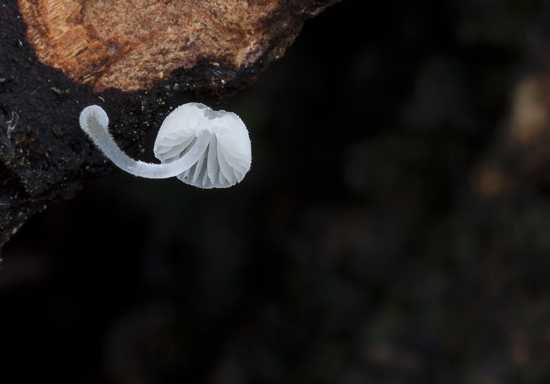 Mycena tenerrima